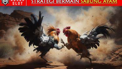 strategi-sabung-ayam